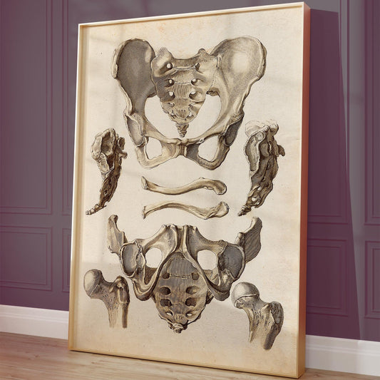 Poster zur Beckenanatomie – Orthopädische Illustration
