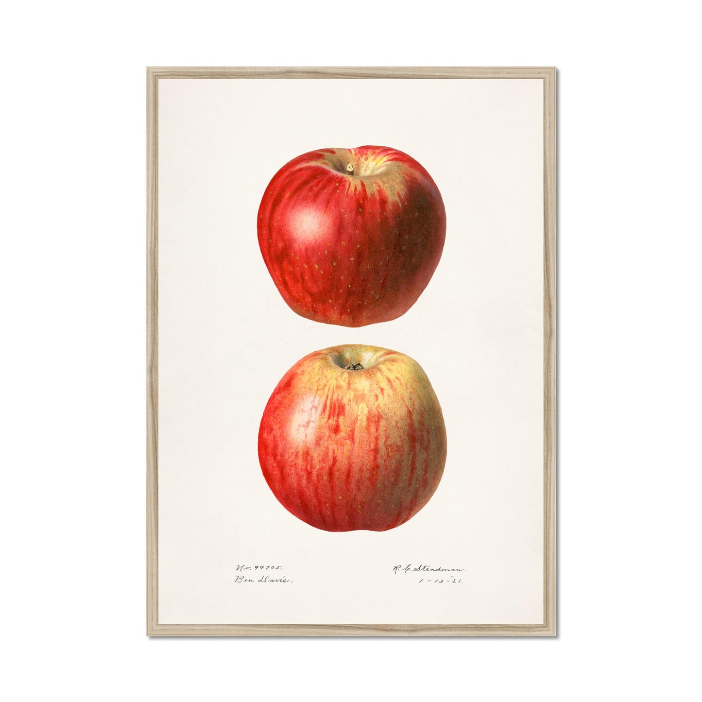 Vintage Apple Poster – Botanical Illustration