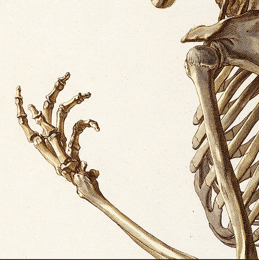 Vintage skeleton poster - Anatomical illustration