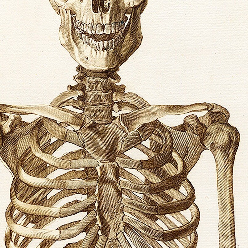Vintage Skelett Poster – Retro Anatomische Kunst