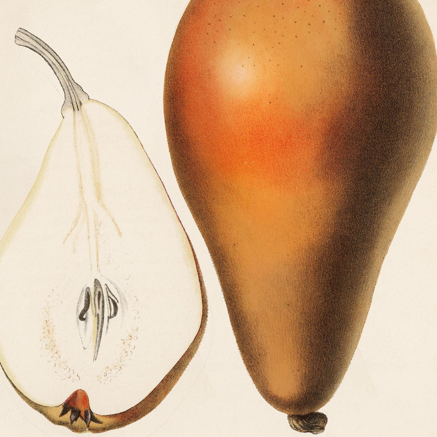 Pear Poster – Botanical Vintage Illustration
