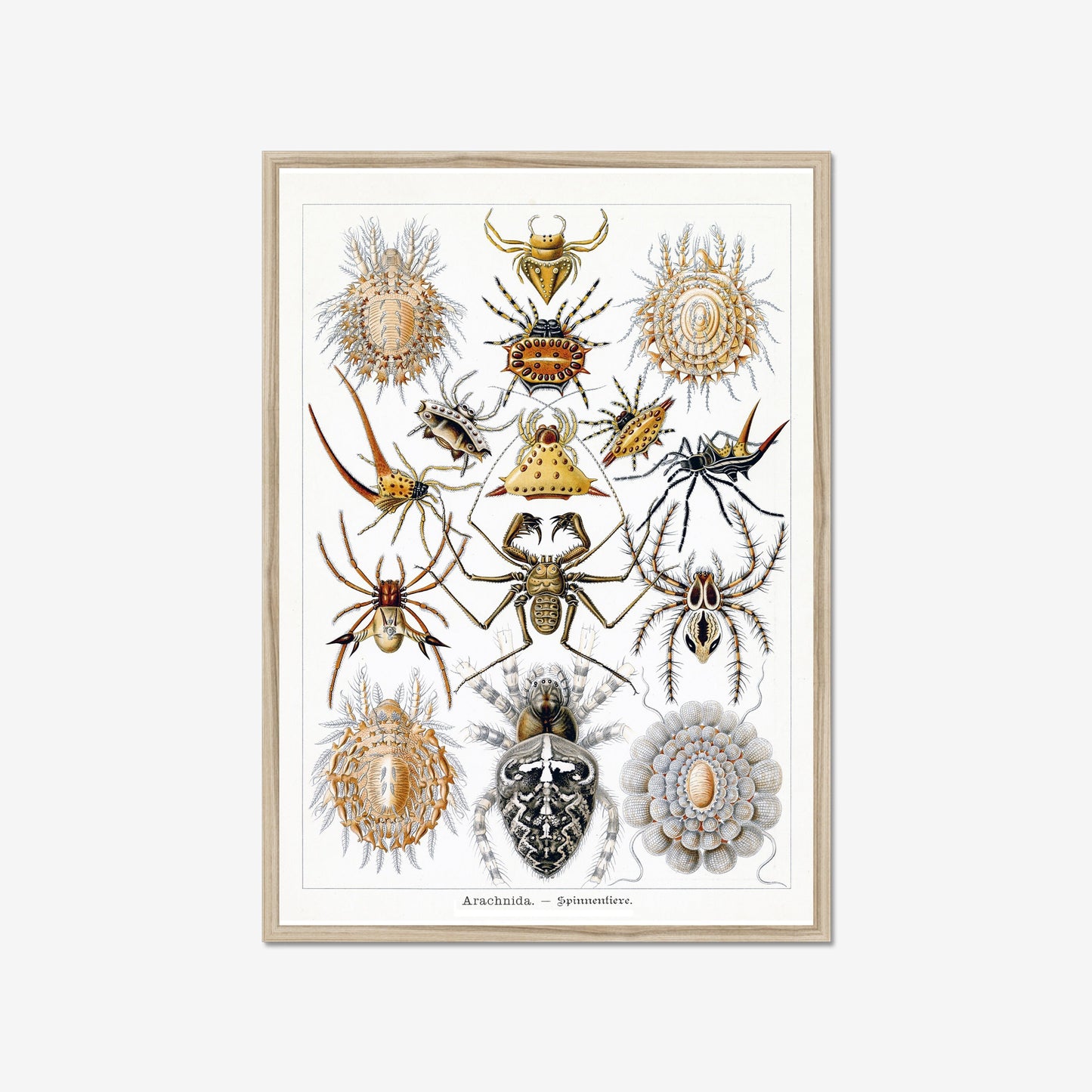 Spinnenposter – Vintage-Naturillustration von Spinnen im Detail