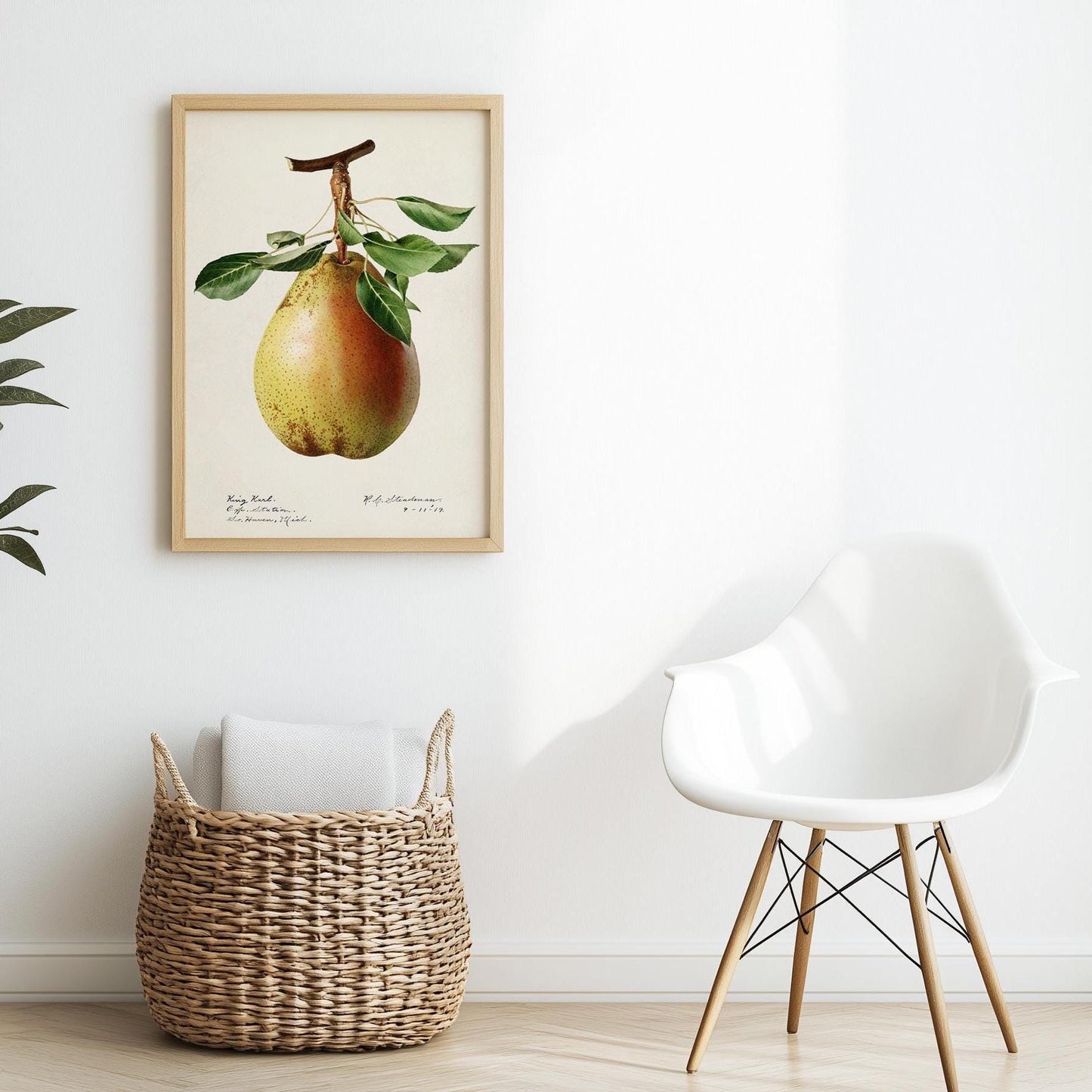 Pear Illustration 1887 – Vintage Fruit Art Print