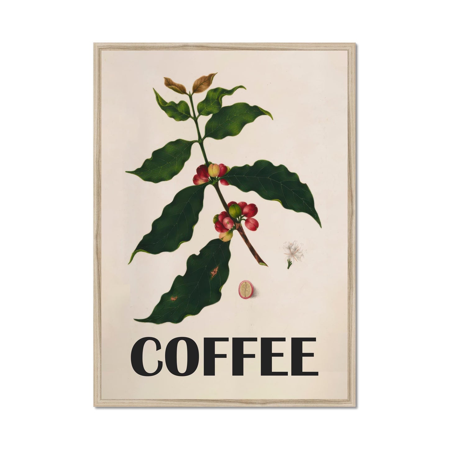 Vintage coffee poster - Botanical vintage print