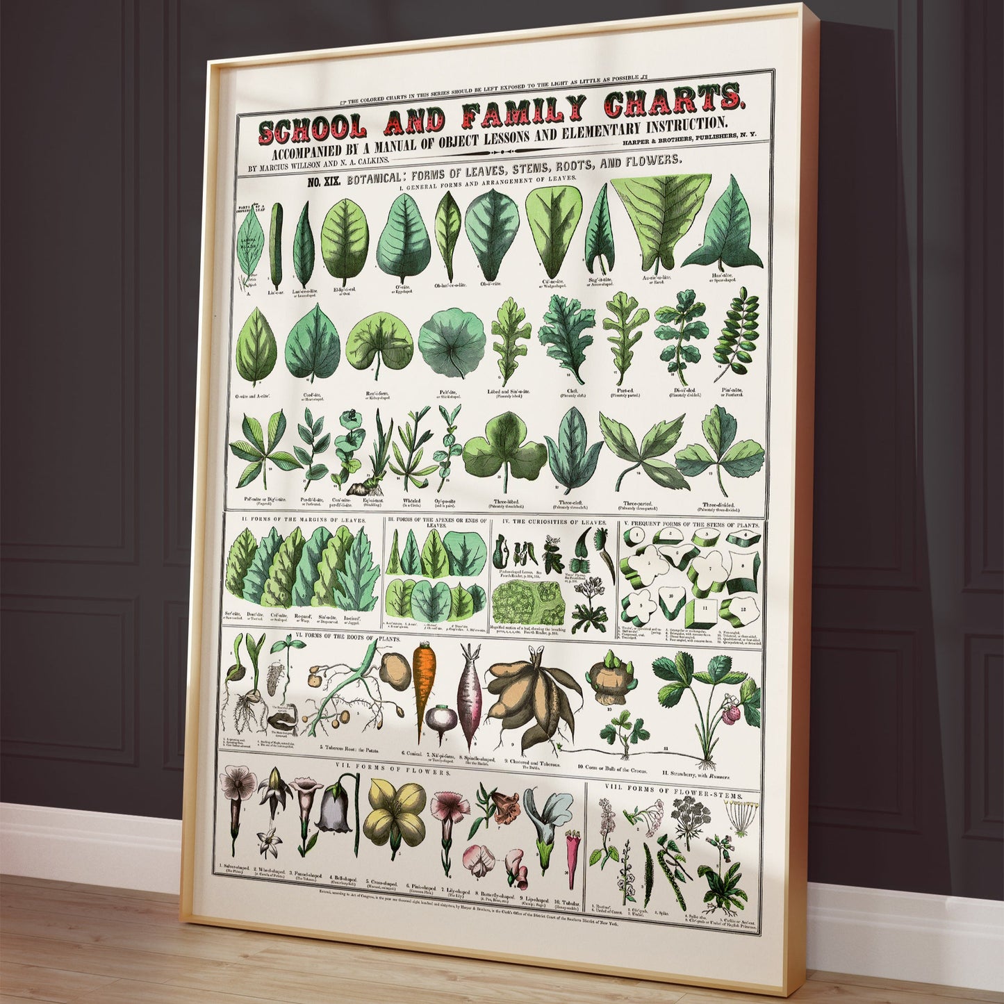 Botanical poster – Leaf shapes, roots and flowers (1890)