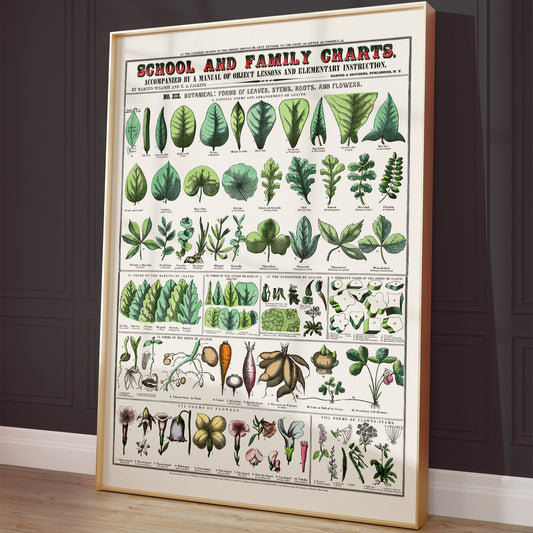 Botanical poster – Leaf shapes, roots and flowers (1890)