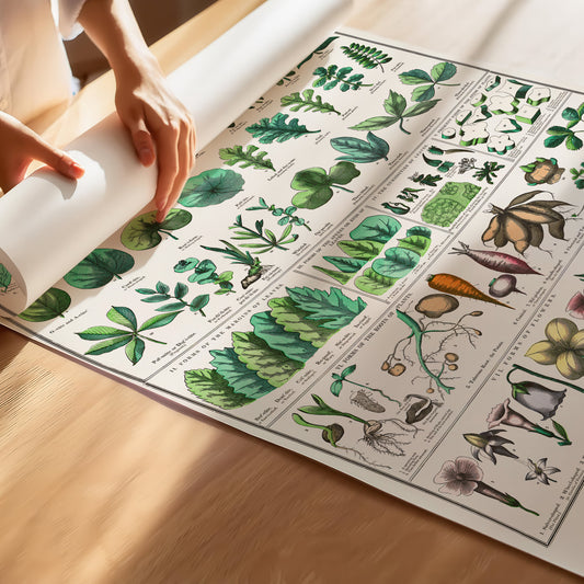 Botanical poster – Leaf shapes, roots and flowers (1890)