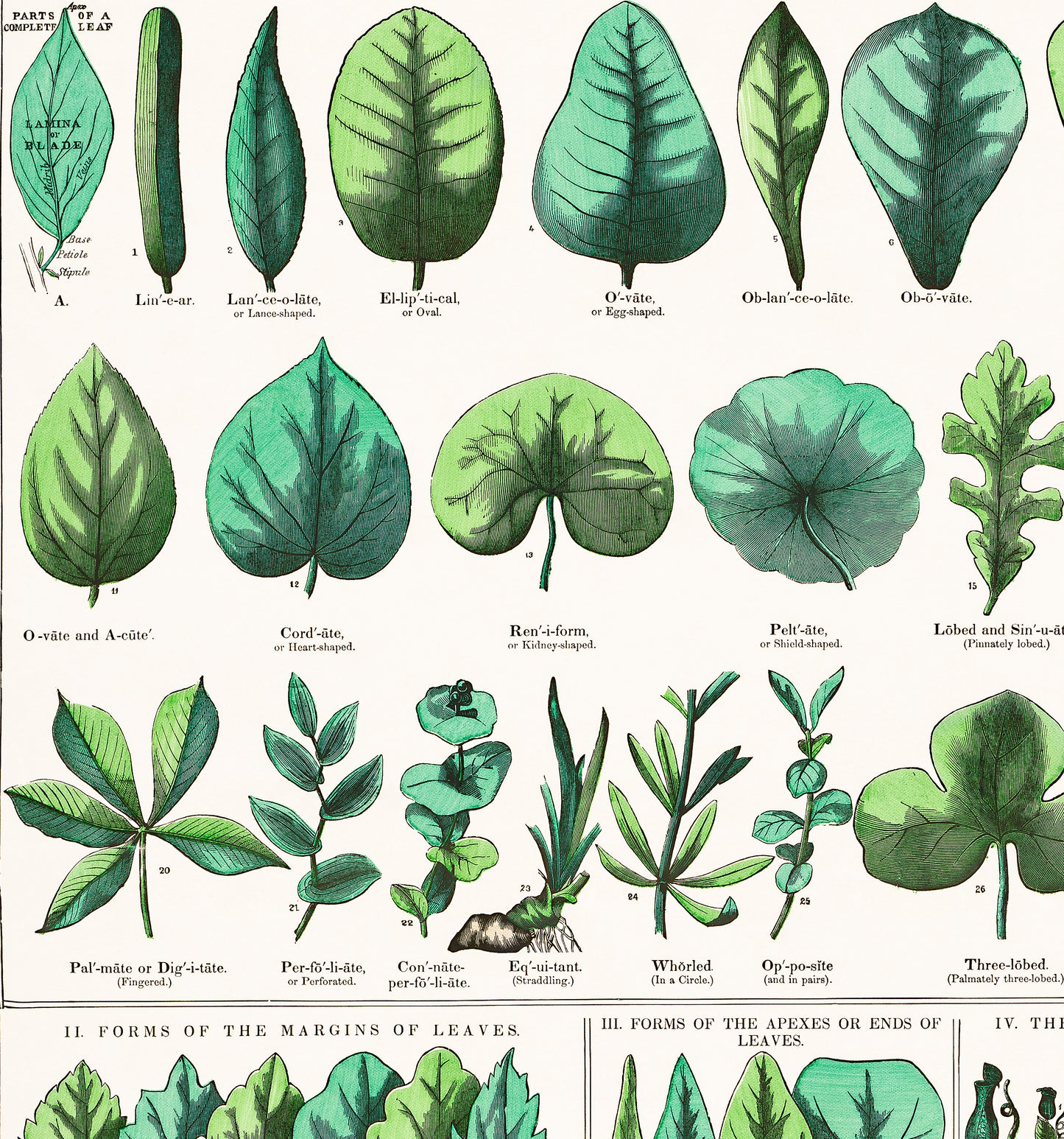 Botanical poster – Leaf shapes, roots and flowers (1890)