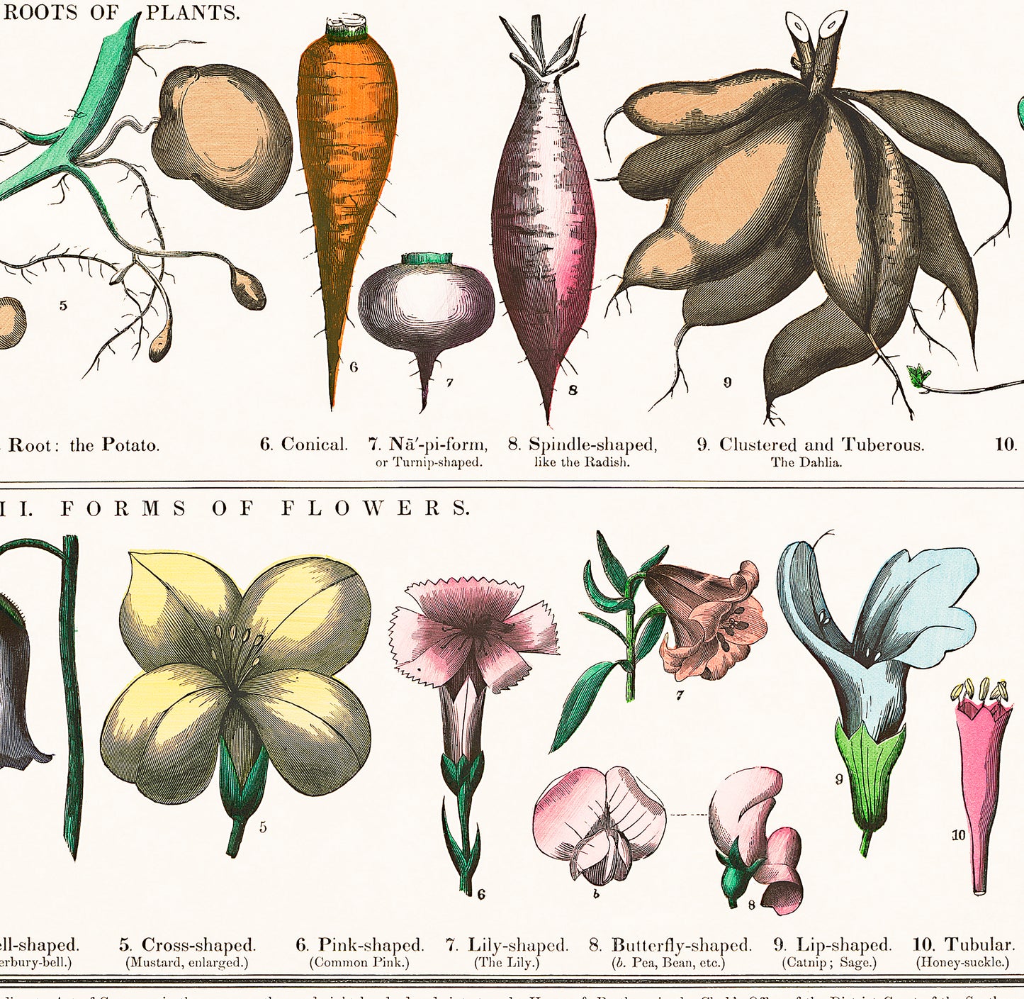 Botanical poster – Leaf shapes, roots and flowers (1890)