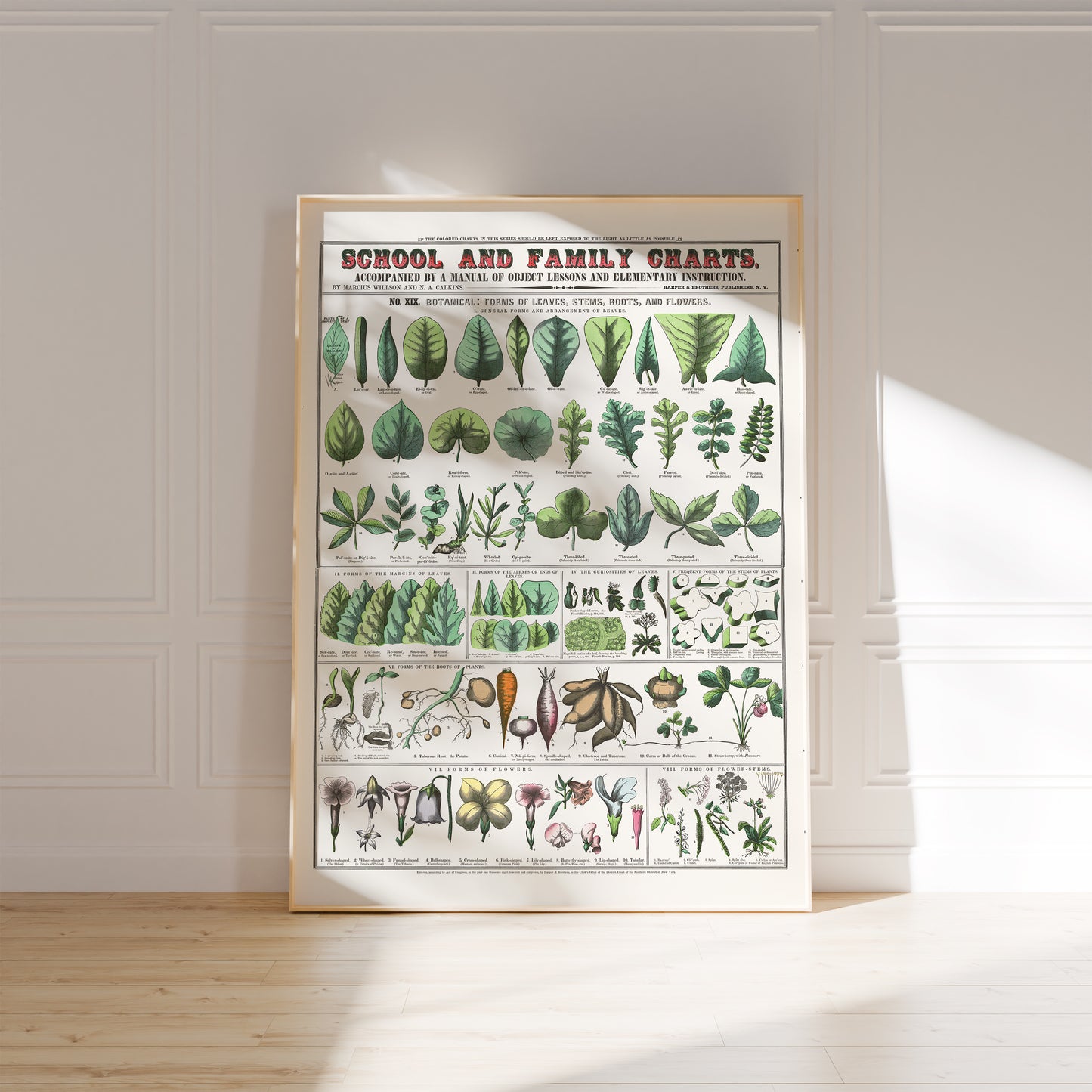 Botanical poster – Leaf shapes, roots and flowers (1890)
