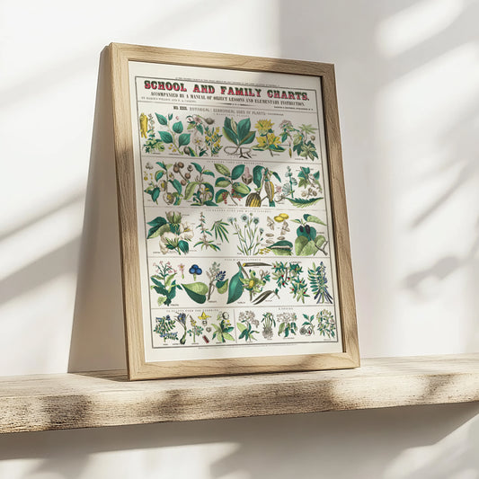 Botanical poster – Herbs and medicinal plants (1890)