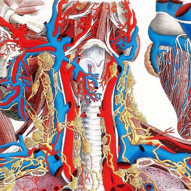Thorax poster, anatomical print
