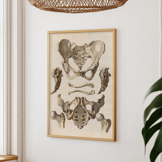 Poster zur Beckenanatomie – Orthopädische Illustration