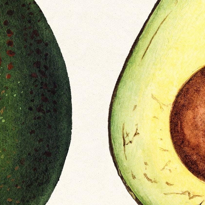 Avocado poster – Vintage Botanische Kunstprint