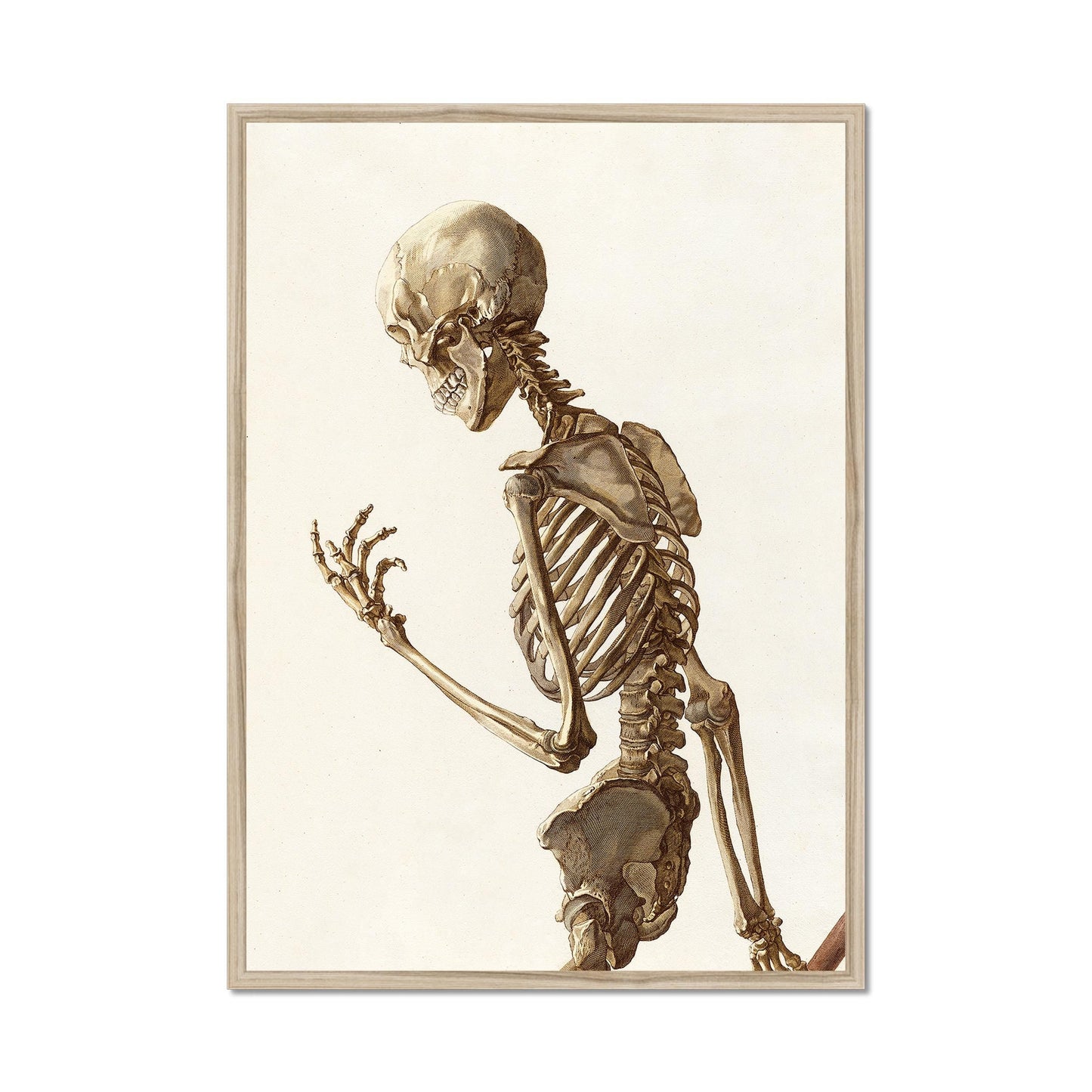 Vintage skeleton poster - Anatomical illustration