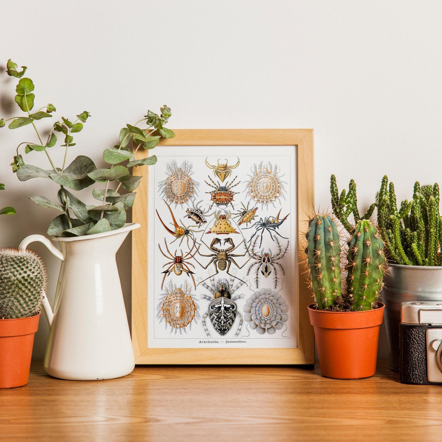 Spinnenposter – Vintage-Naturillustration von Spinnen im Detail
