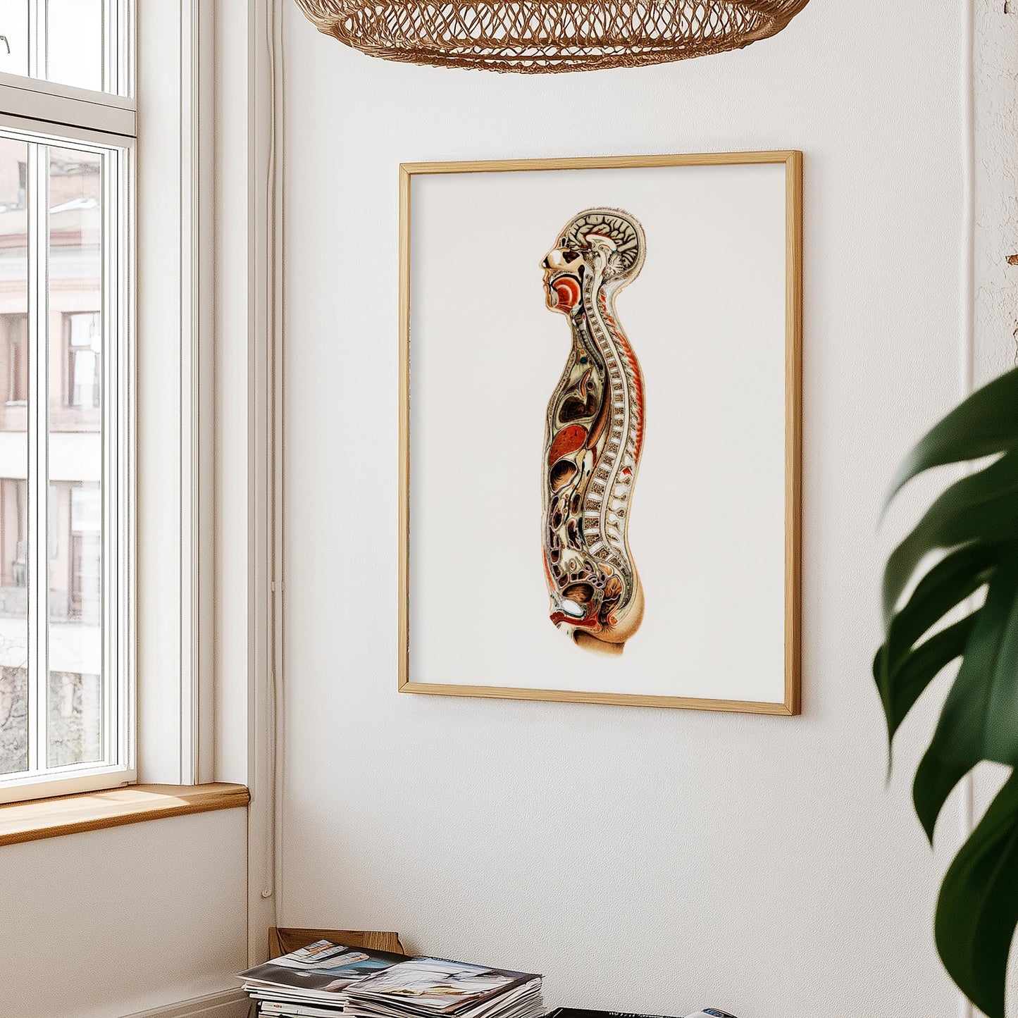 anatomy poster on a wall with a window