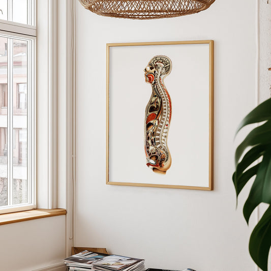 anatomy poster on a wall with a window