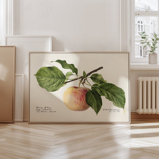 Apfel-Poster – Vintage-Botanikdruck