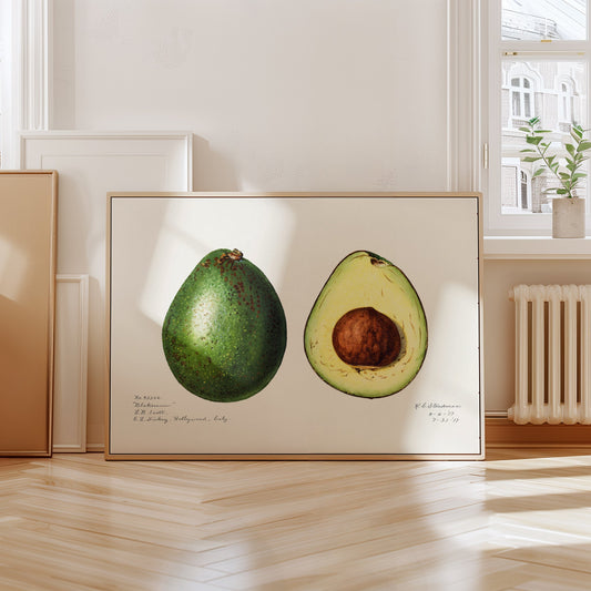 Avocado-Poster – Vintage-Botanischer Kunstdruck