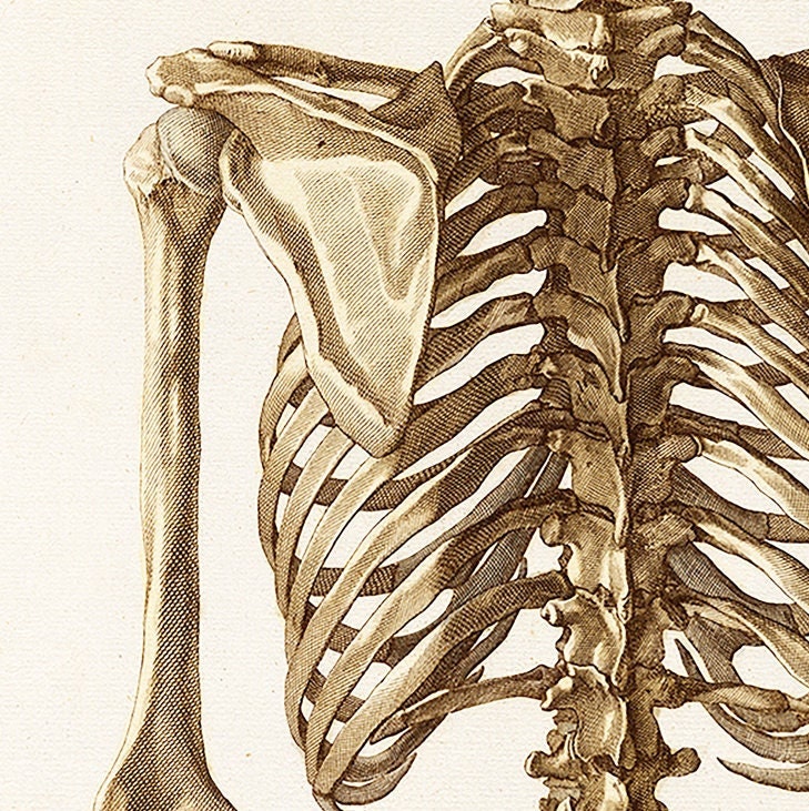 Skelett-Anatomie-Poster – Vintage-Medizindruck