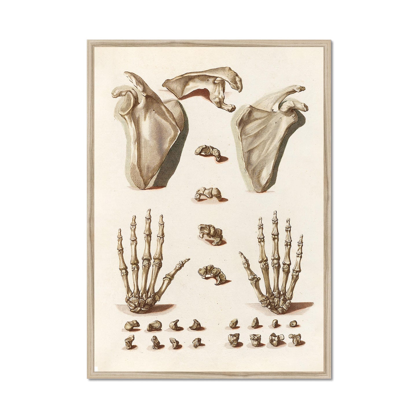 Orthopädisches Handposter – Anatomische Illustration
