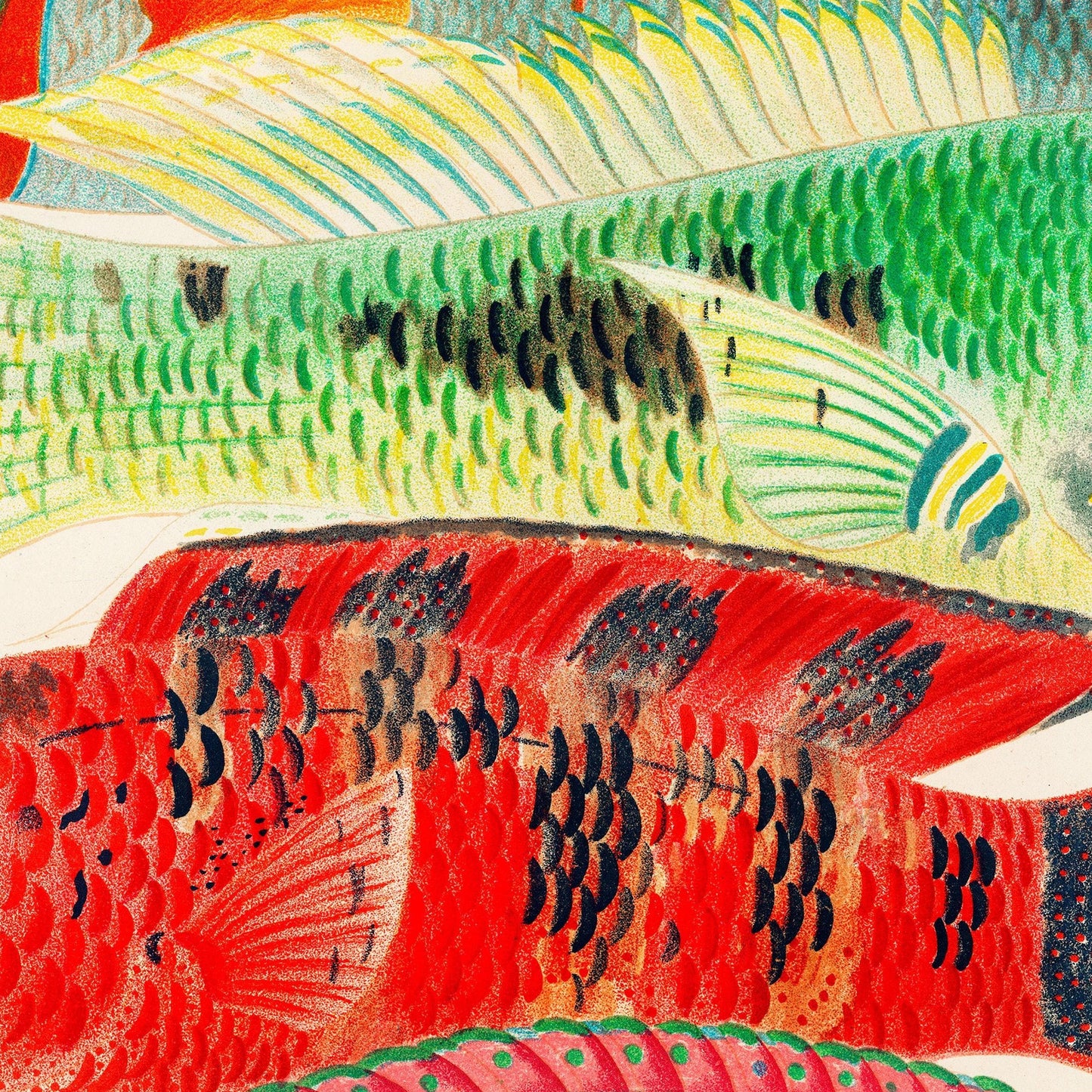 Tropische Fische – Great Barrier Reef, Illustration William Saville-Kent, 1893