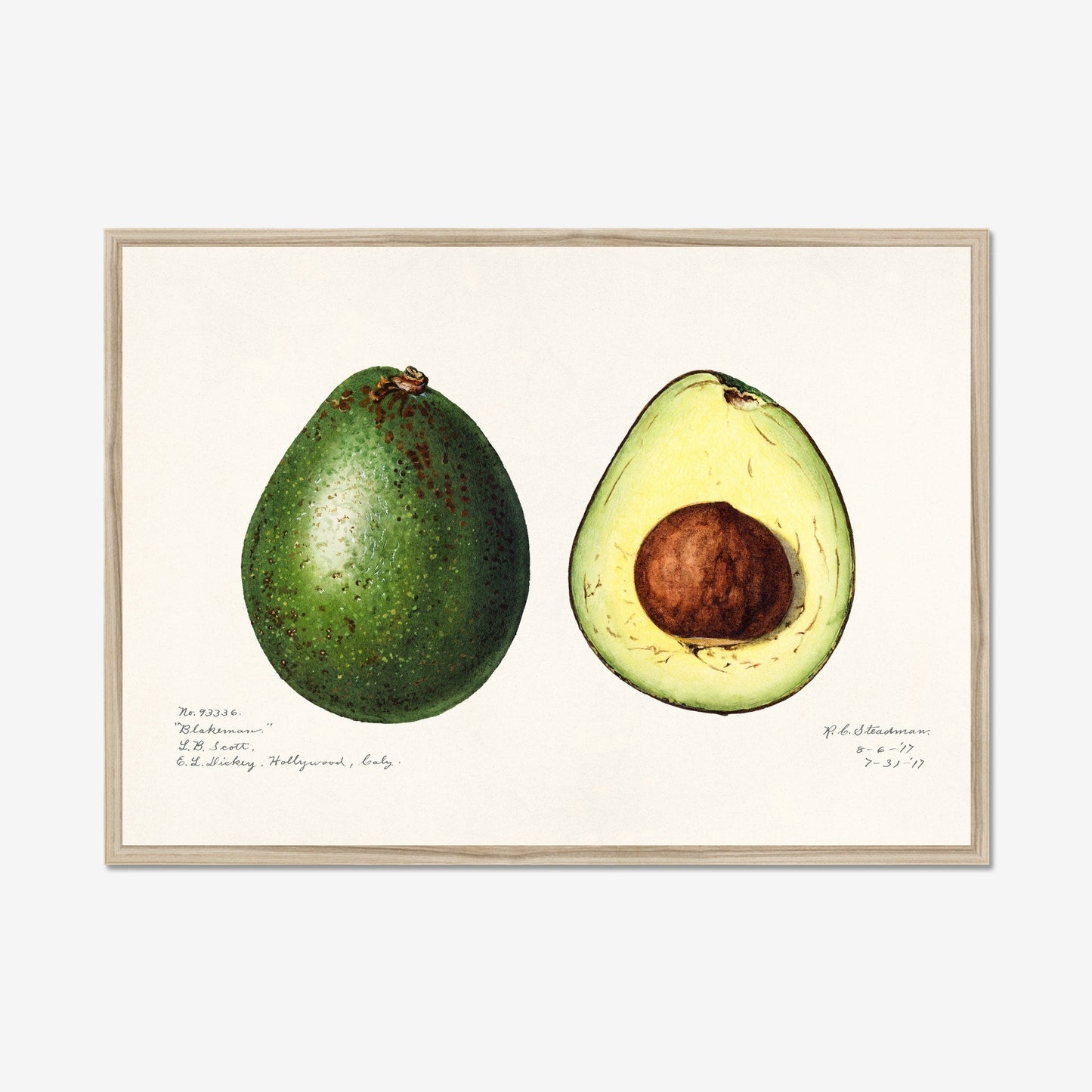Avocado poster – Vintage Botanische Kunstprint