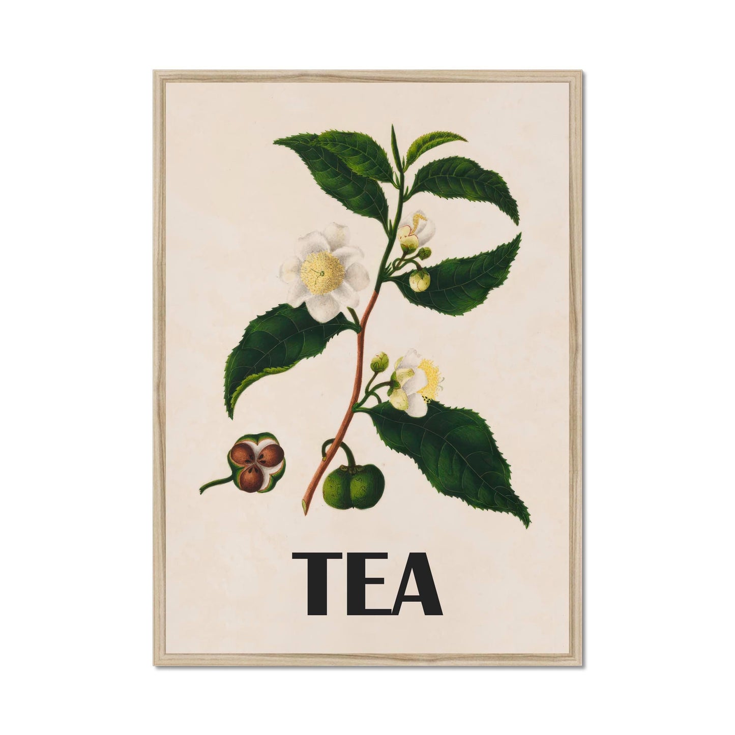 Vintage Tea Plant Poster – Botanical Illustration