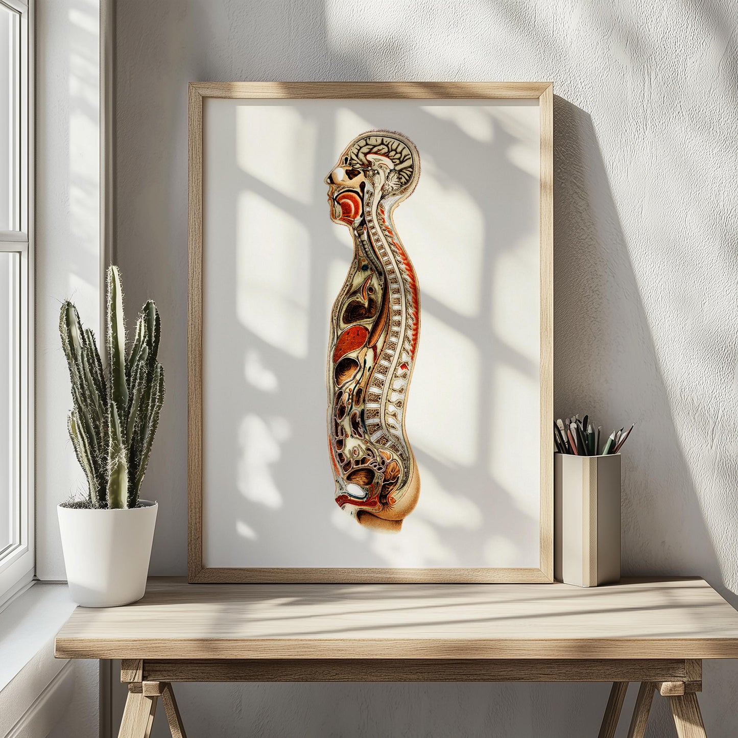 Anatomieposter – Medische Kunstprint van het Skelet