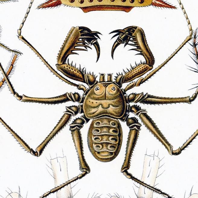 Spinnenposter – Vintage-Naturillustration von Spinnen im Detail