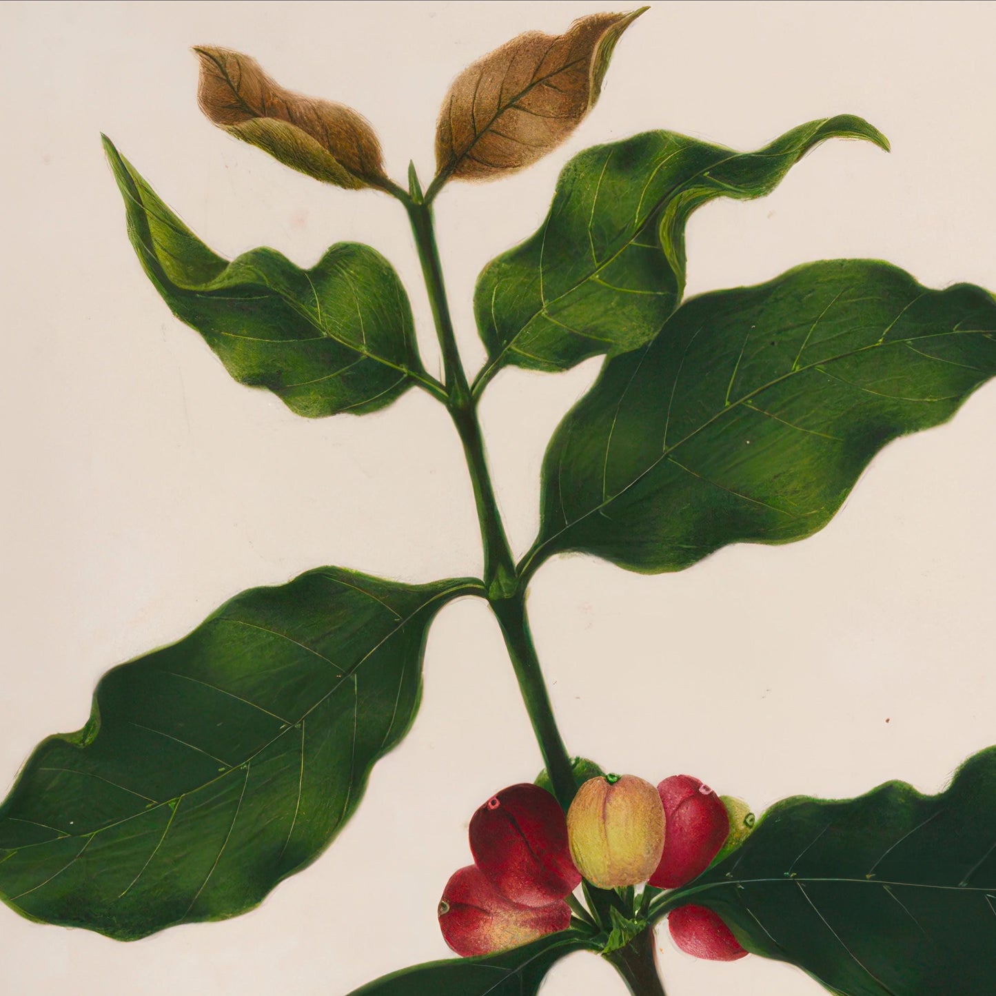 Vintage coffee poster - Botanical vintage print