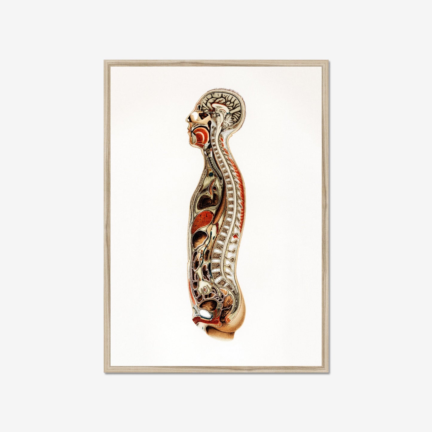 Anatomieposter – Medische Kunstprint van het Skelet