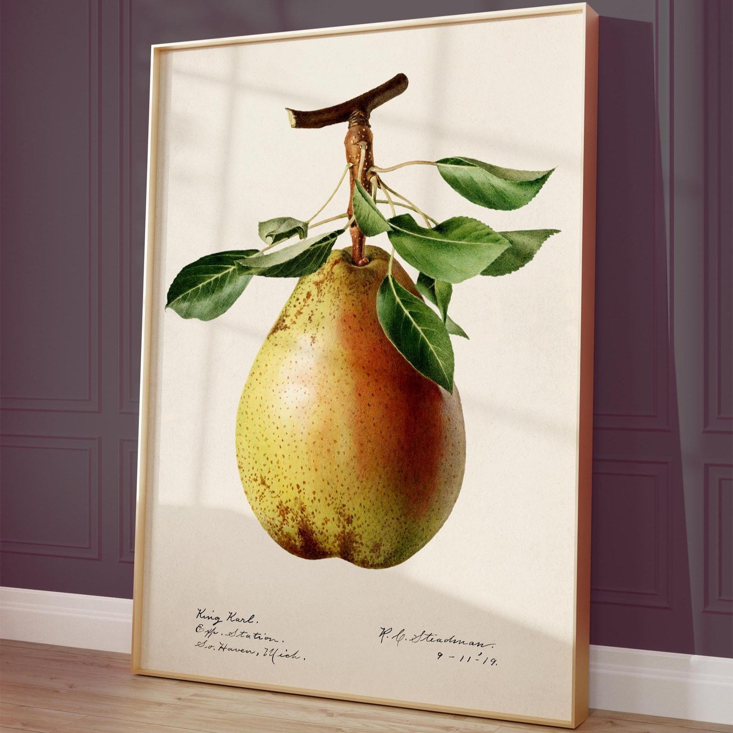 Pear Illustration 1887 – Vintage Fruit Art Print