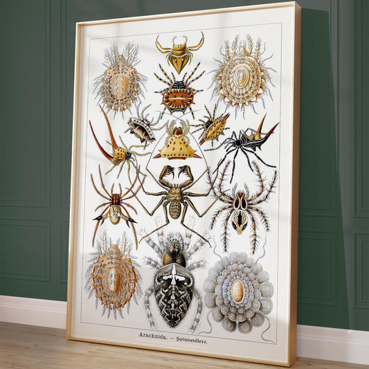 Spider Poster – Vintage nature illustration of Spiders in Detail