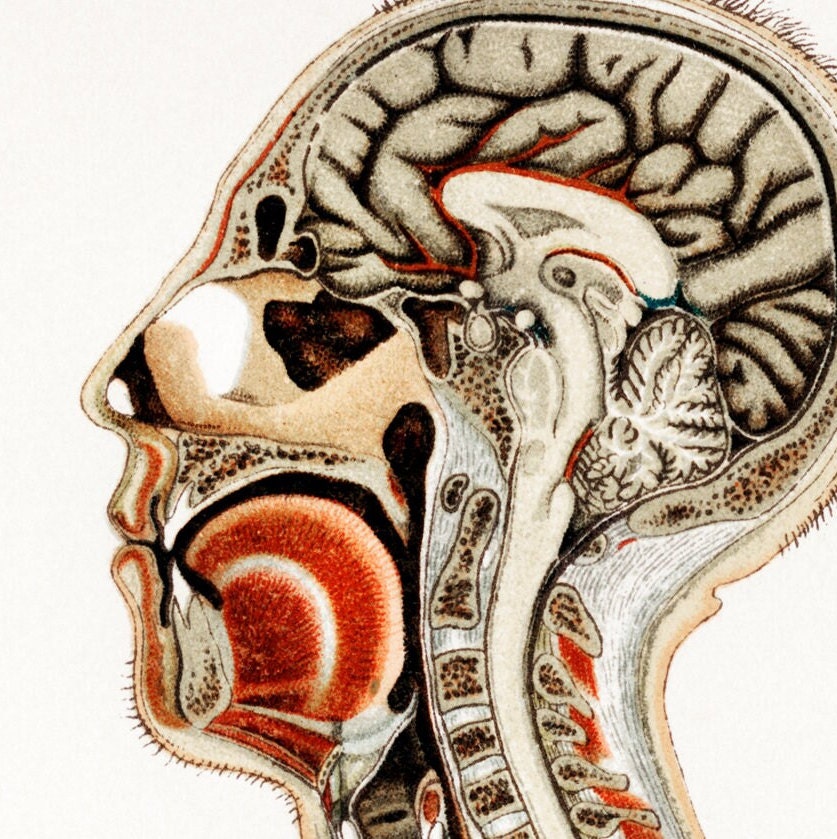 detail of an anatomy poster