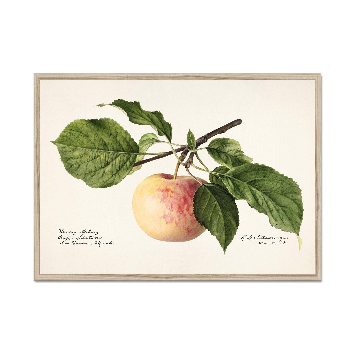 Apple poster – Vintage botanical print