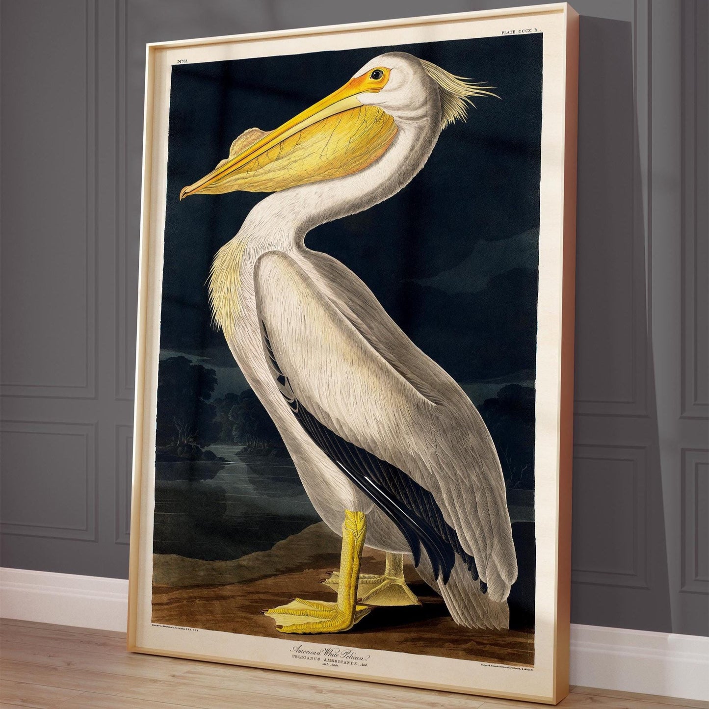 Pelikan Poster – Vögel von Amerika Vogel Illustration Amerika