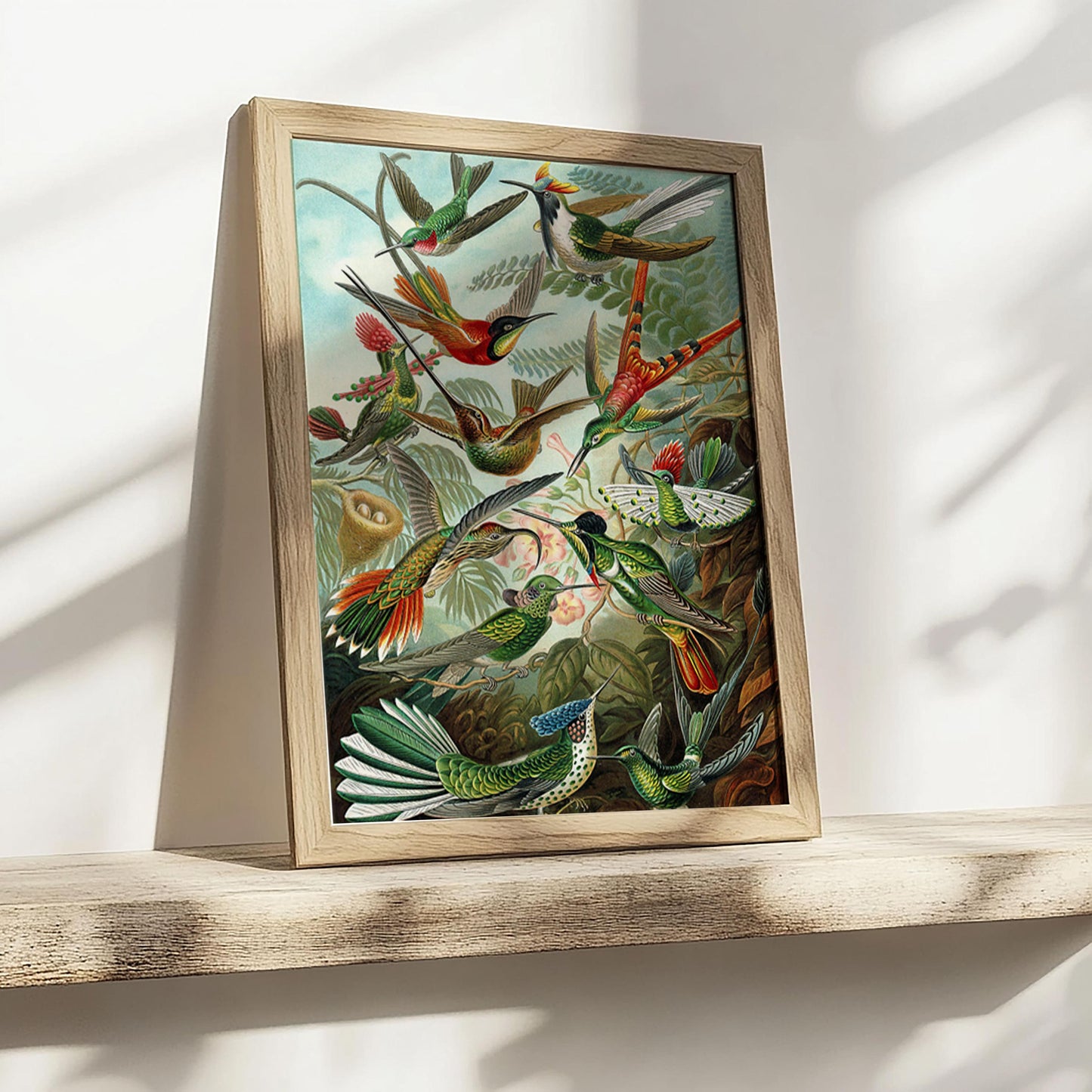 Kolibri-Plakat – Ernst Haeckel, 1904, Vintage-Naturillustration