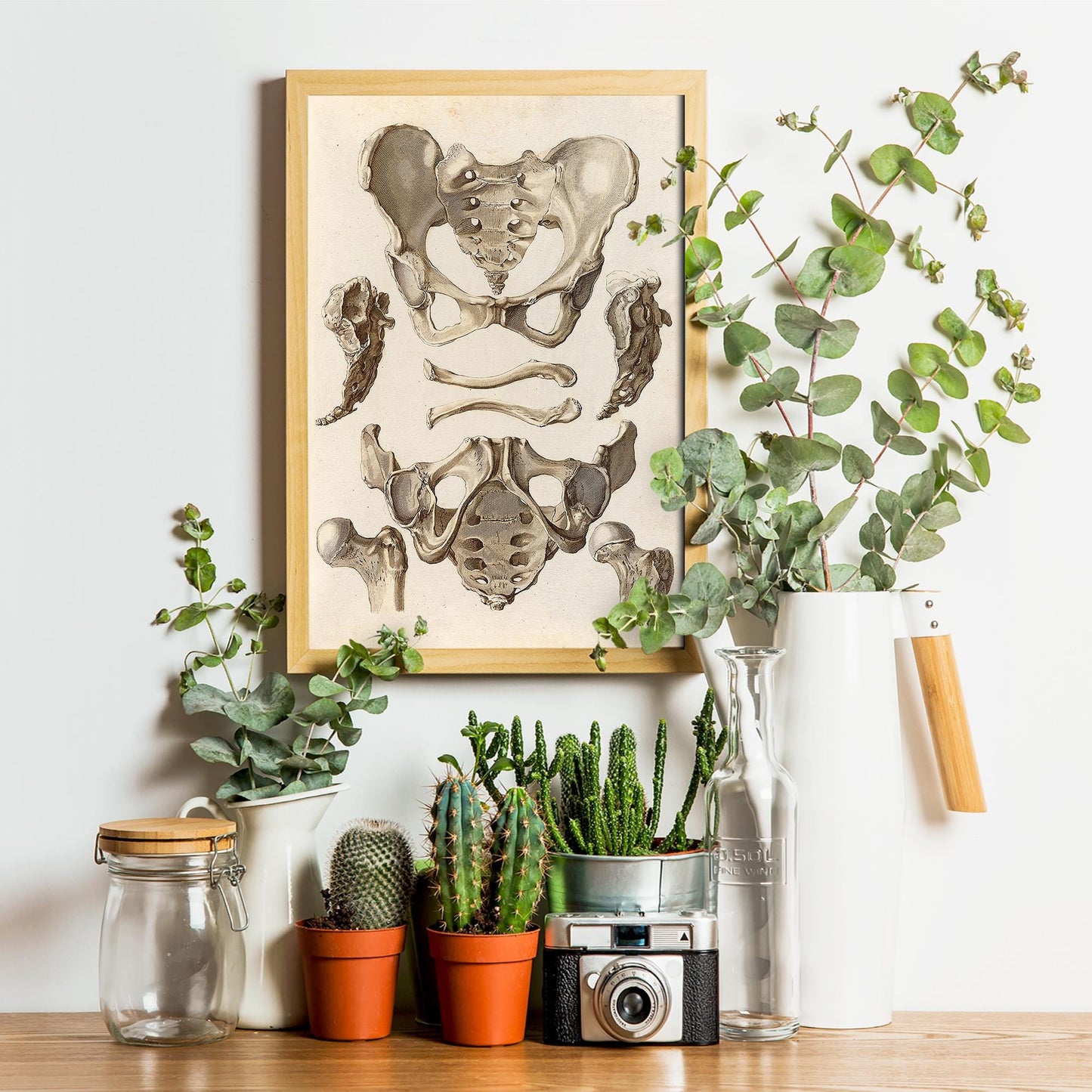 Bekken Anatomieposter – Orthopedische Illustratie