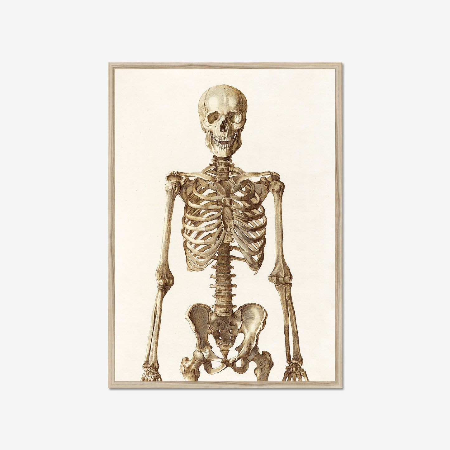 Vintage Skelett Poster – Retro Anatomische Kunst