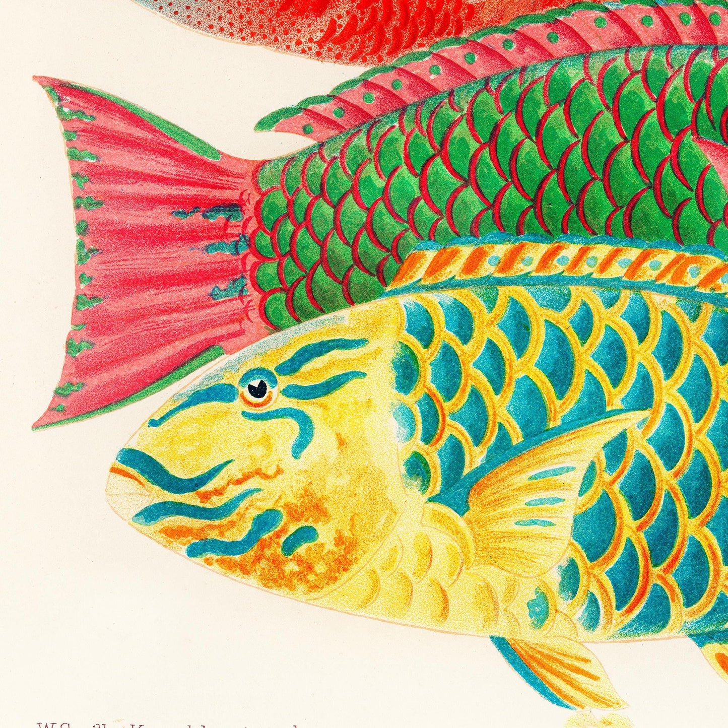 Tropische Fische – Great Barrier Reef, Illustration William Saville-Kent, 1893