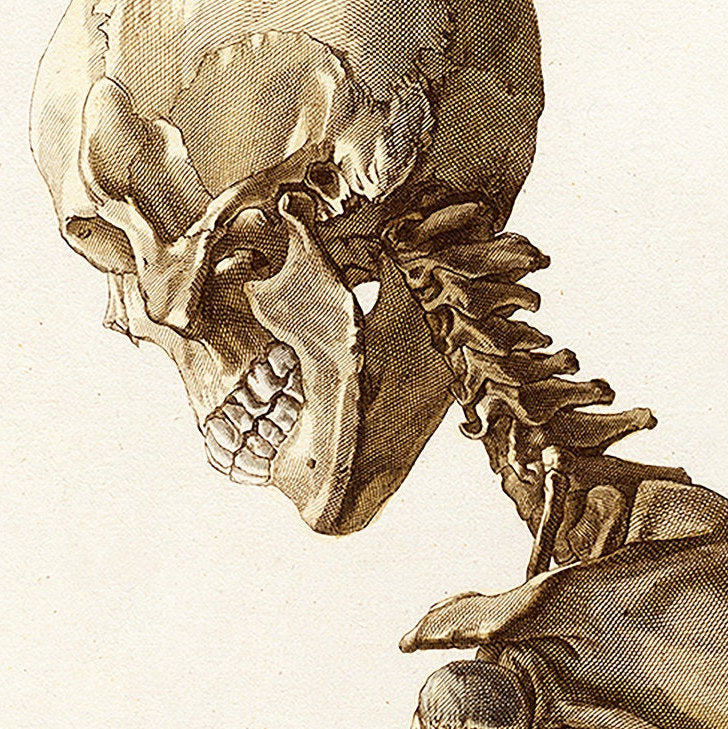 Vintage skeleton poster - Anatomical illustration
