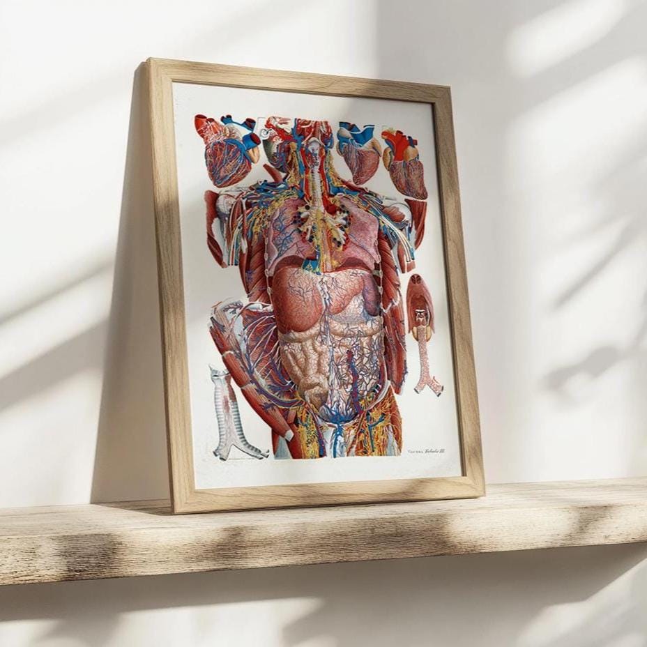 Thorax poster, anatomical print