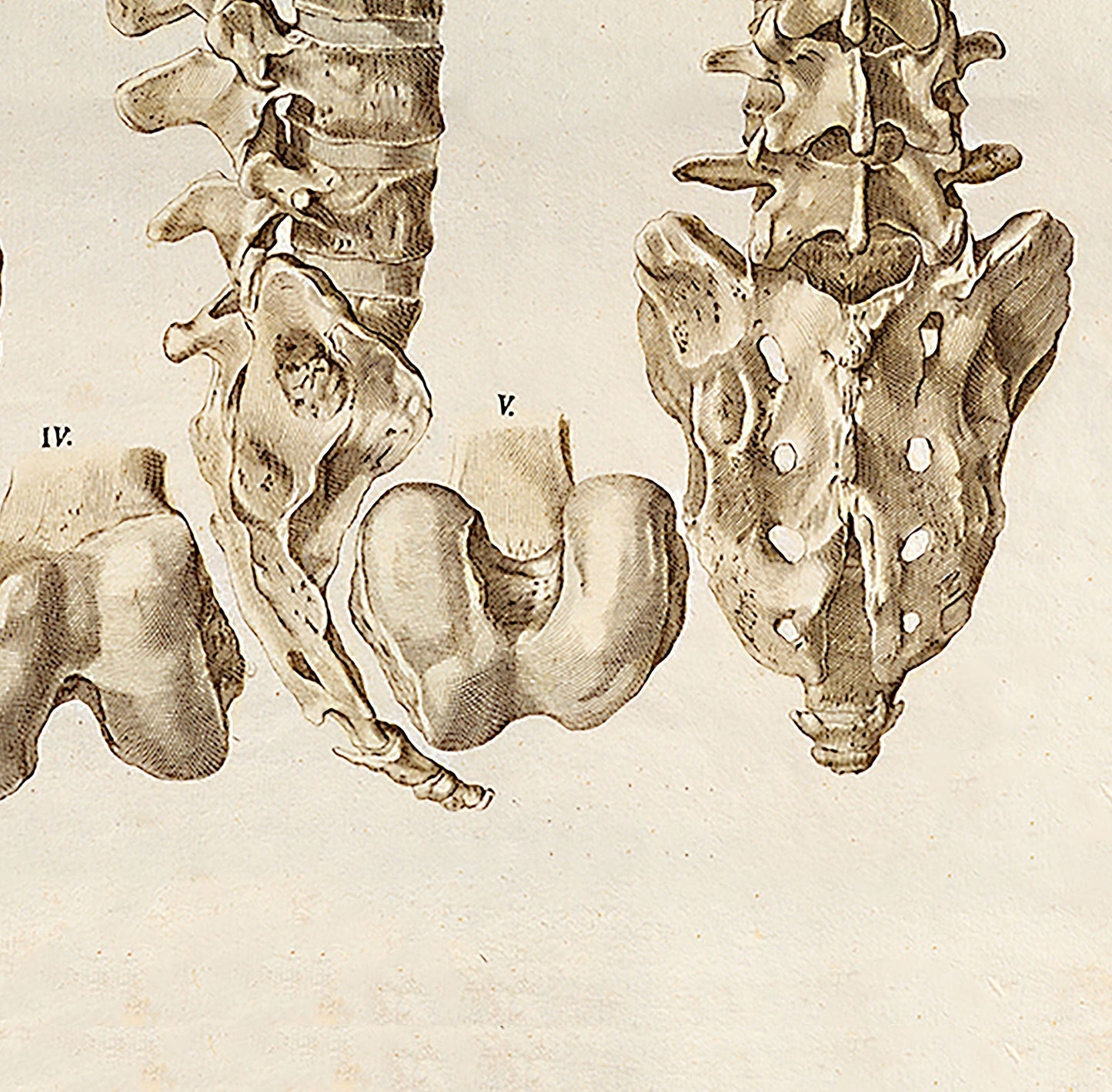 Wirbelsäulenposter, Anatomieposter