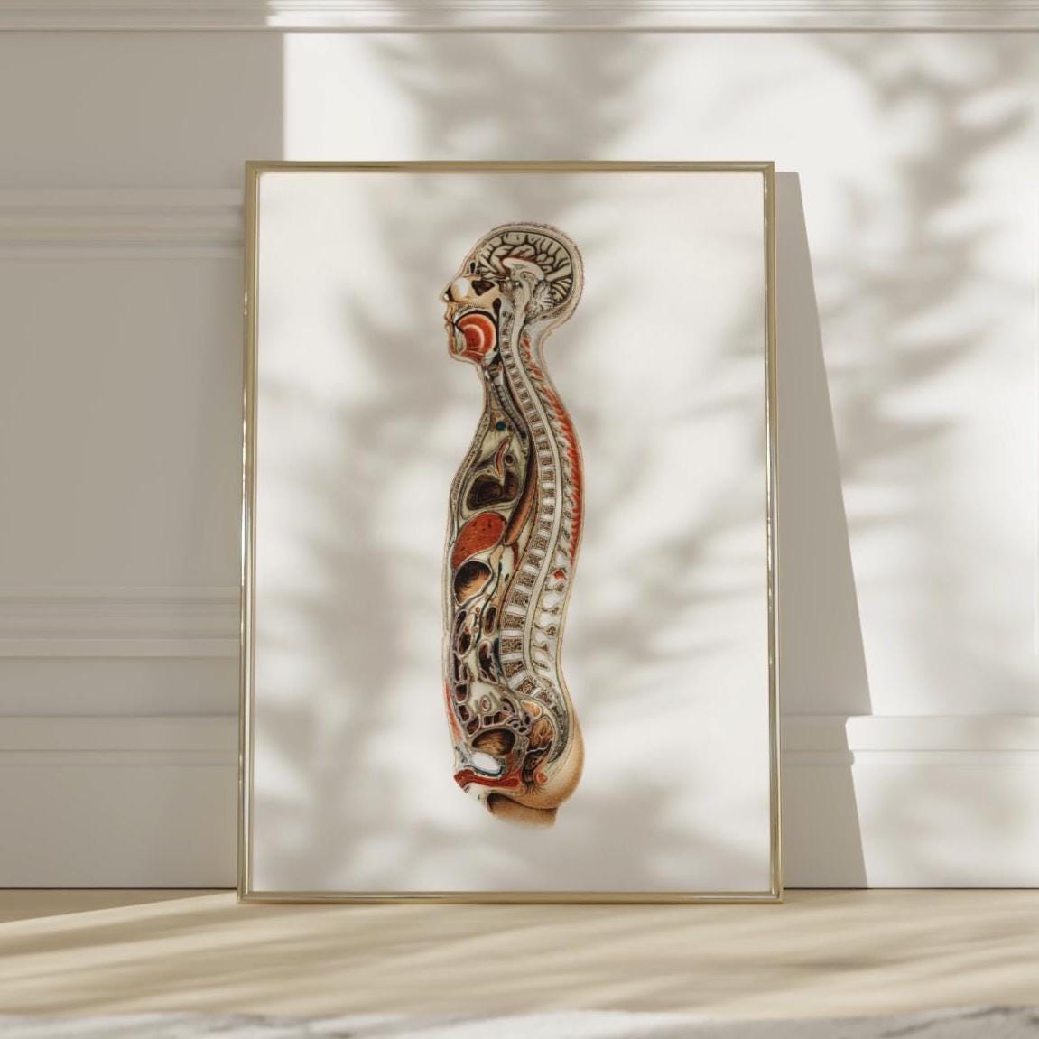 framed anatomy poster on a light wall