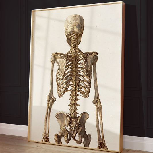 Skeleton Anatomy Poster – Vintage Medical Print
