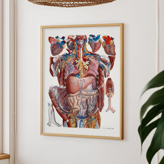 Thoraxposter aan witte muur, met links een raam en rieten lampenkap erboven – plant rechts in beeld.
